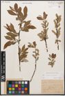 Foto von Salix caprea L. x Salix purpurea L.